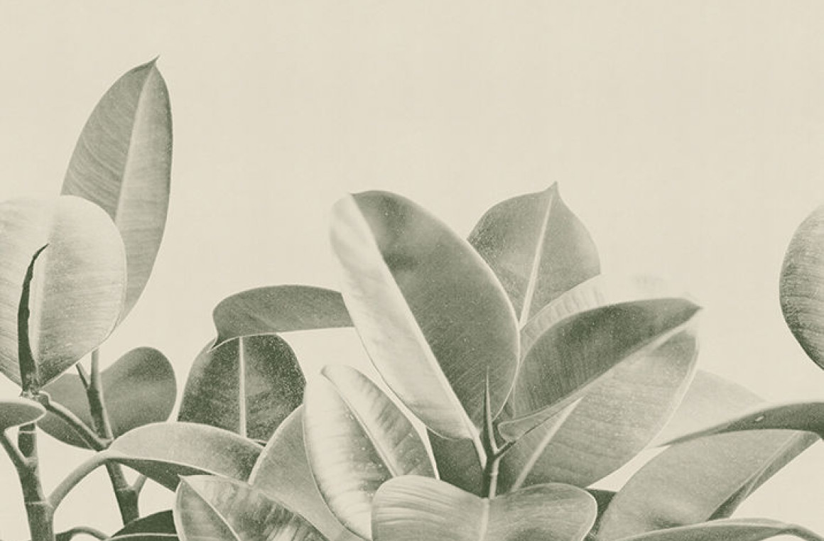 Rubber plant Londonart