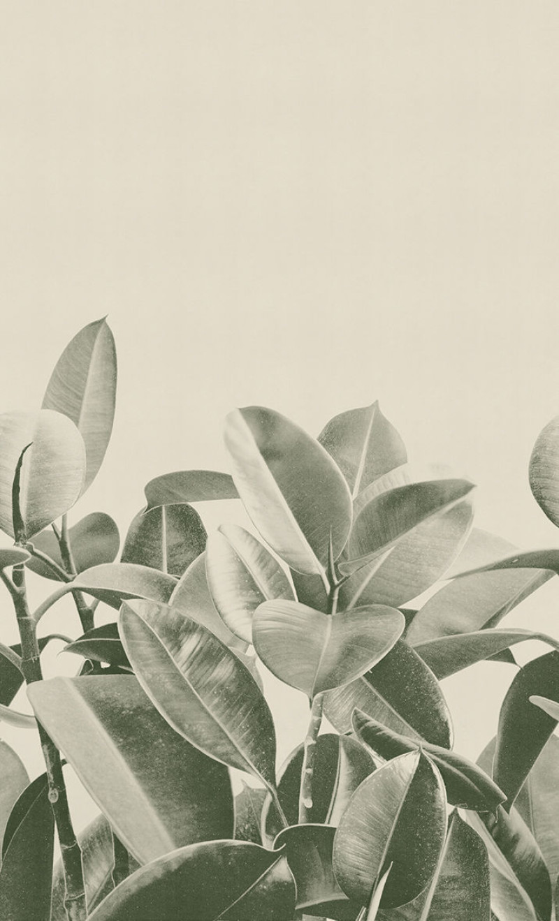 Rubber plant Londonart