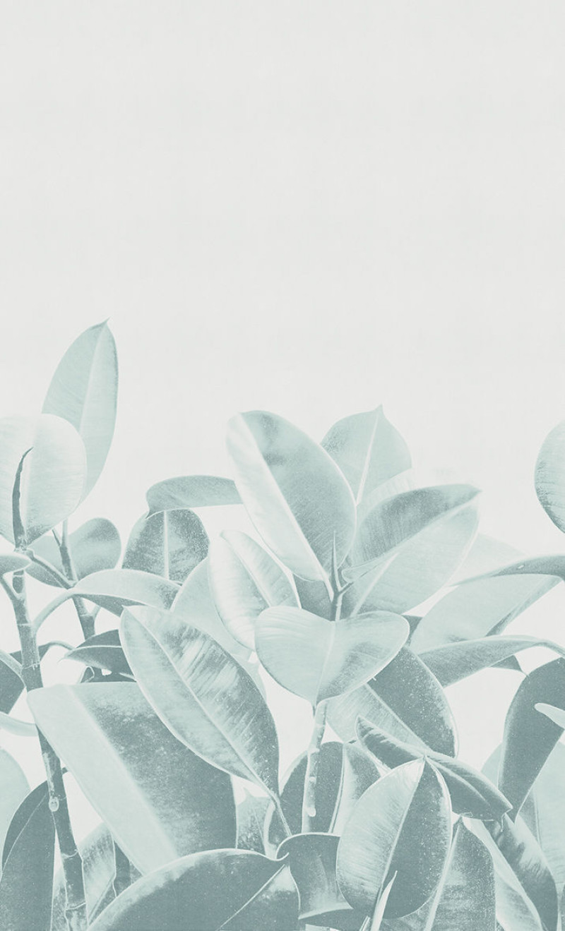 Rubber plant Londonart