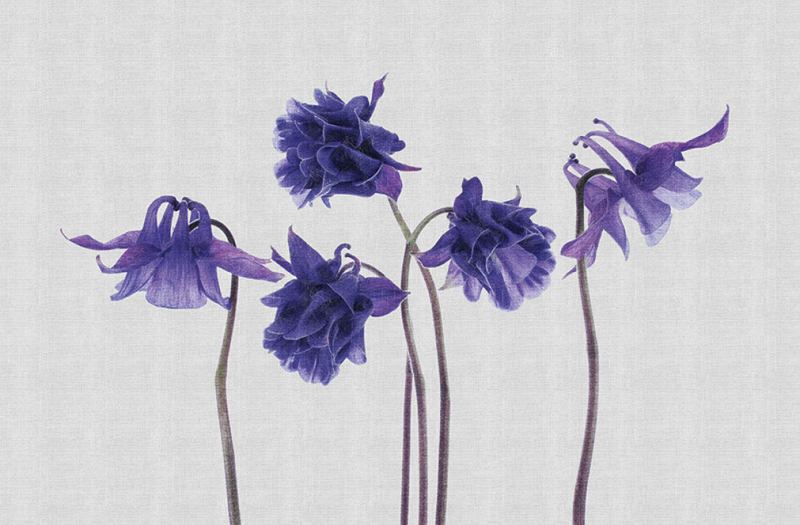 Campanula Londonart